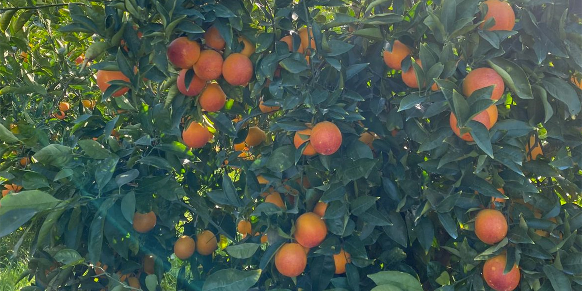 Arance rosse siciliane, la campagna è partita in sordina